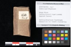 Foto (Objekt + Etikett) von Zostena ungeri Ettingshausen (NHMW-GEO-2024-0188-0450)